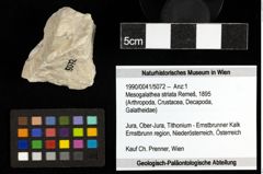 Foto (Objekt + Etiketten) von Mesogalathea striata (Remeš, 1895) 